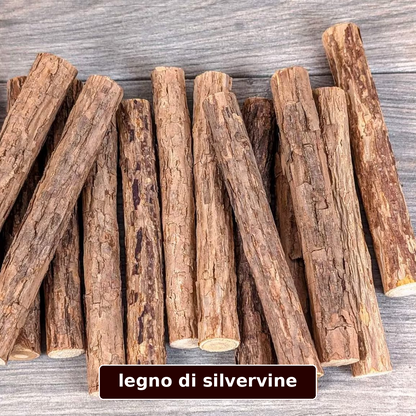 silvervine giapponese